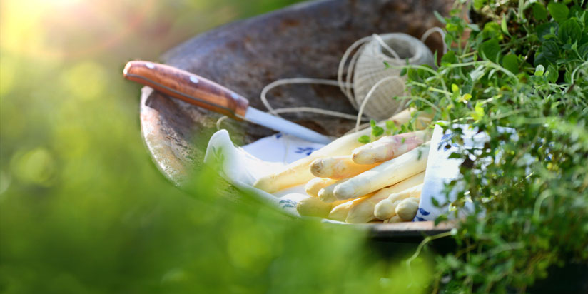 Spargel Spargel