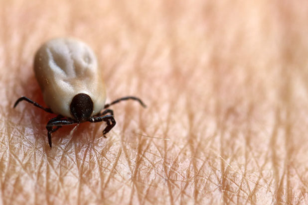 Borreliose Zecken