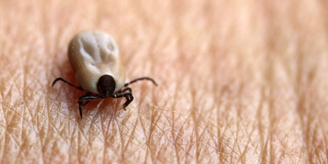 Borreliose Zecken