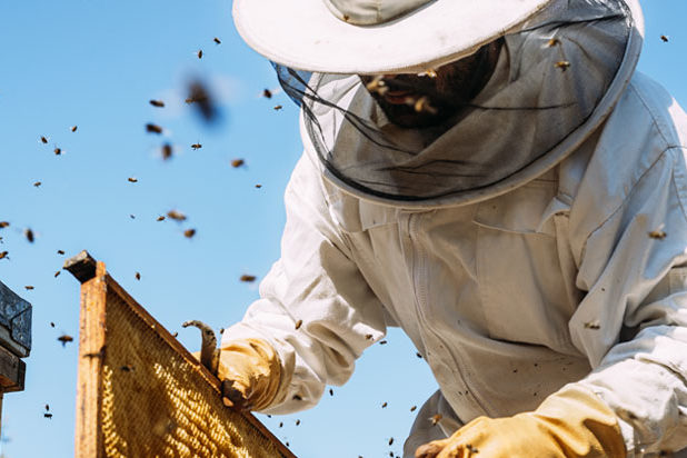 Bienenhonig
