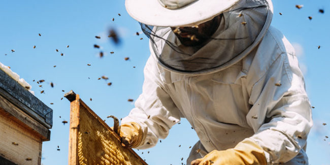 Bienenhonig