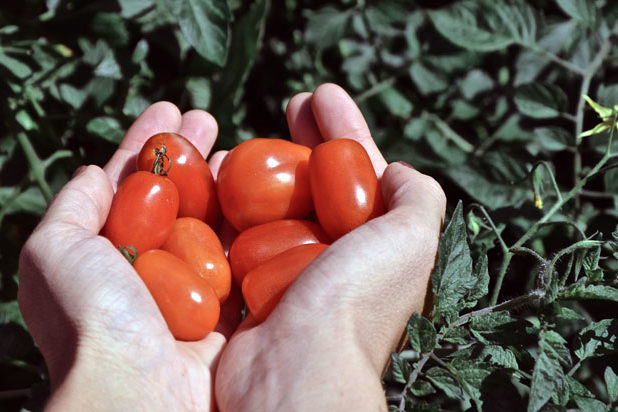 Tomate