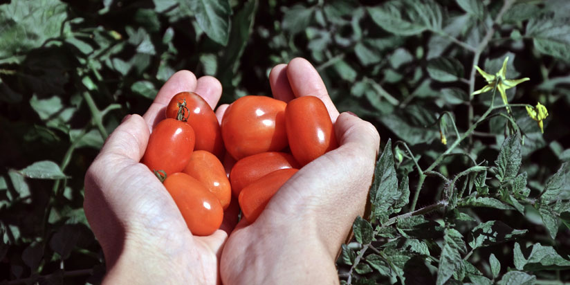 Tomate