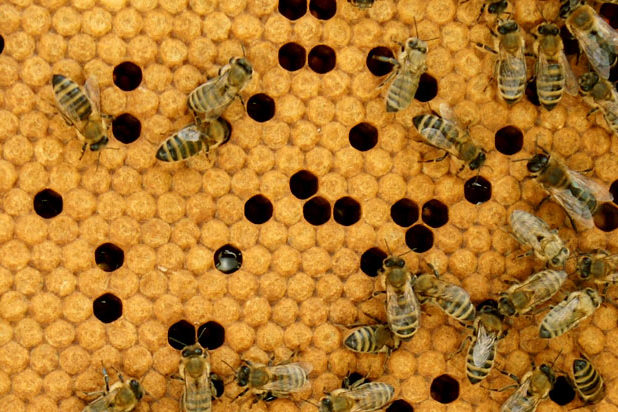 Propolis im Bienenstock