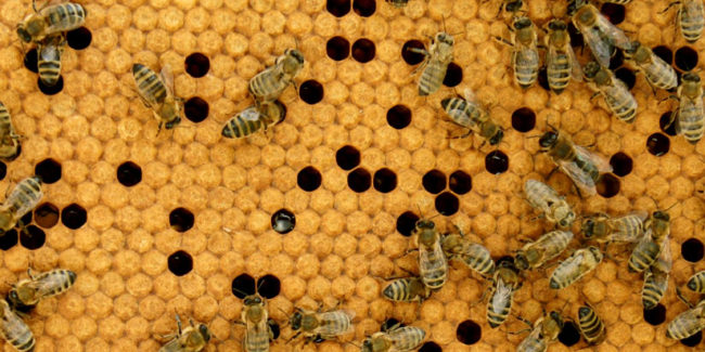 Bienenwaben Propolis im Bienenstock