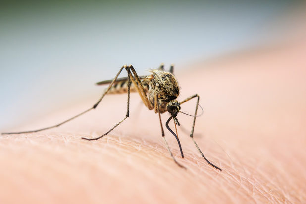 Insektenstiche