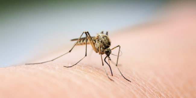 Insektenstiche