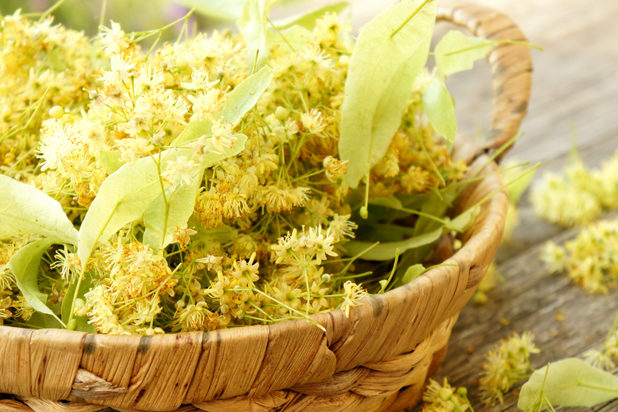 Lindenblüten