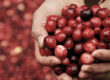 Cranberry