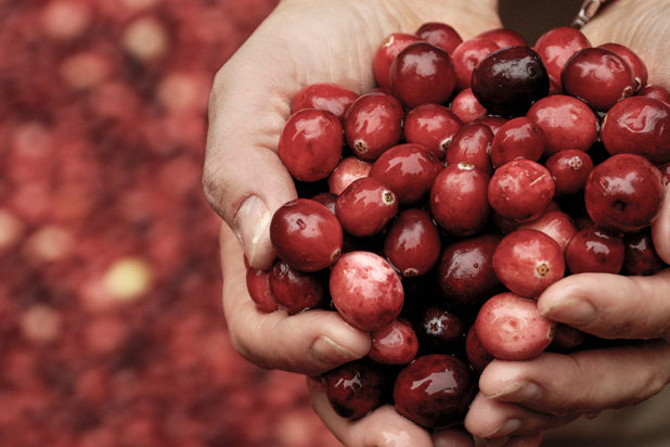 Cranberry