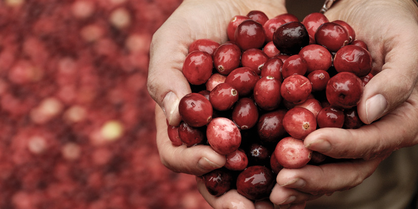 Cranberry Cranberry