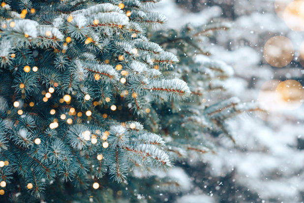 Tannenbaum Tannenbaum