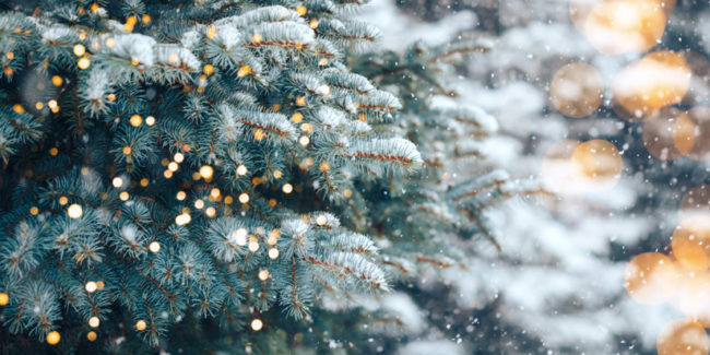 Tannenbaum Tannenbaum