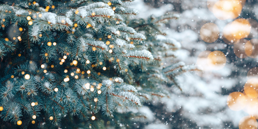 Tannenbaum Tannenbaum