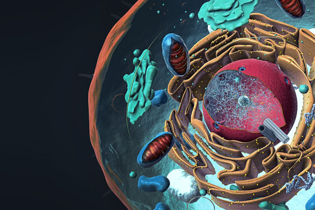Mitochondrien