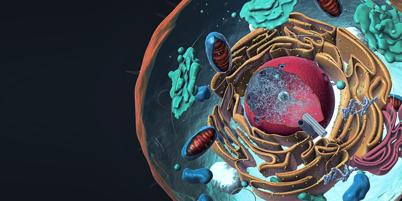 Mitochondrien Mitochondrien