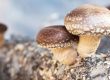 Shiitake