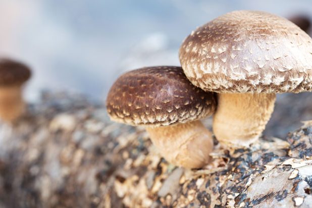 Shiitake Shiitake