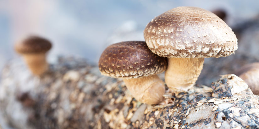 Shiitake Shiitake